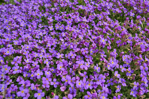 Closeup aubrieta - purple flowers in spring rockery garden with