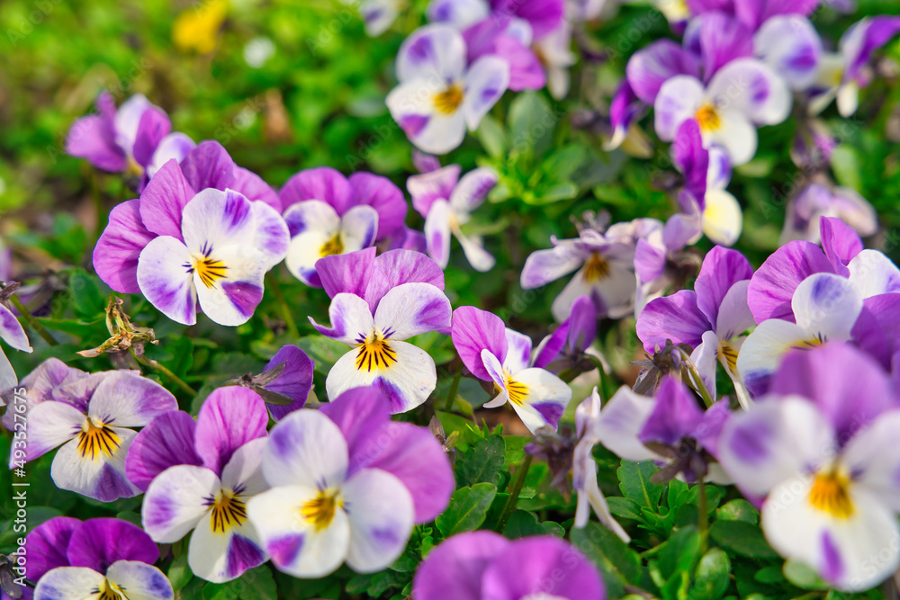 A lush blooming colorful pansy flower in spring time A lush blooming colorful pansy flower in spring time
