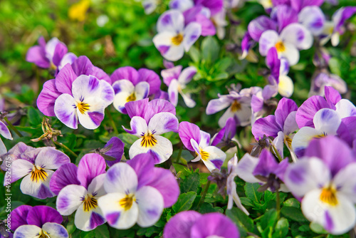 A lush blooming colorful pansy flower in spring time