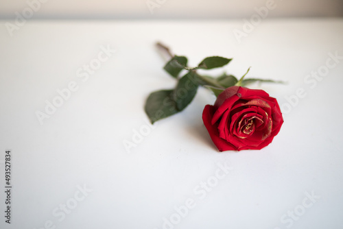 Beautiful photo of a lonely red rose on a white table and against a white wall, a gift for valentine's day and a date