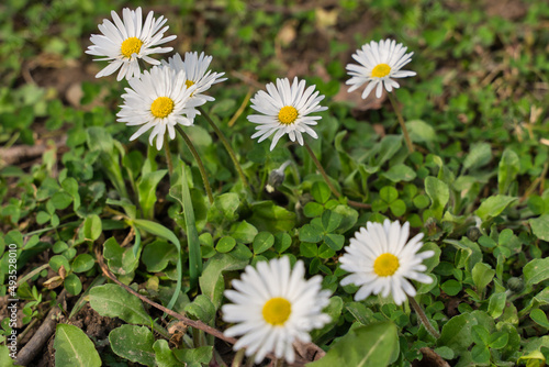 a beautiful daisy in close-up in springtime