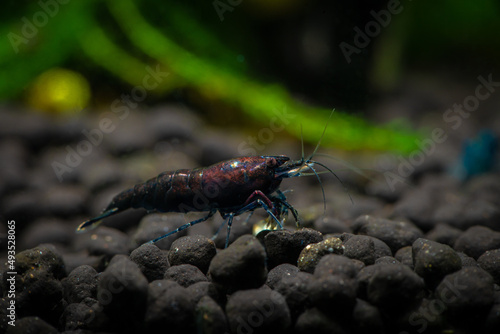 Blue neocaridina shrimp in freshwater aquarium macro photography   pets and hobby  wild nature 