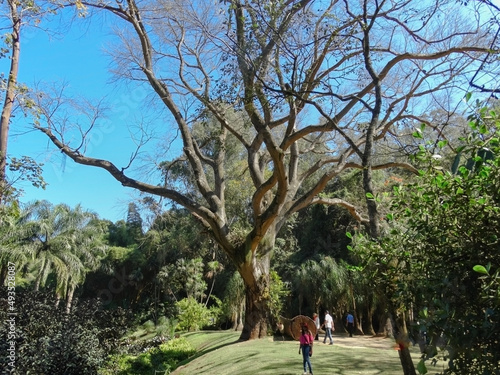 Grande árvore com muitos galhos quase secos em meio a muita vegetação com plantas de várias espécies, lindo gramado e pessoas passeando, no museu a céu aberto de Minas Gerais.