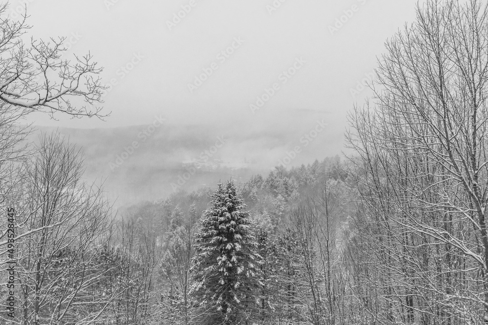 Falling snow on winter trees 