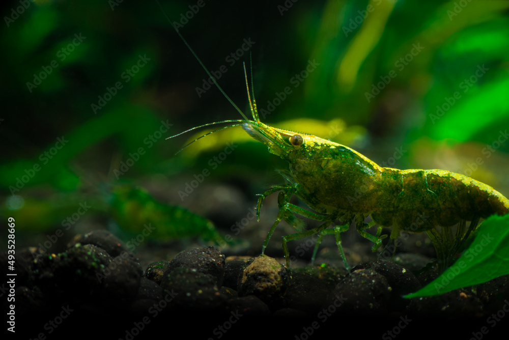 Nice green jade neocaridina shrimp in freshwater tank dark key macro aquarium photography