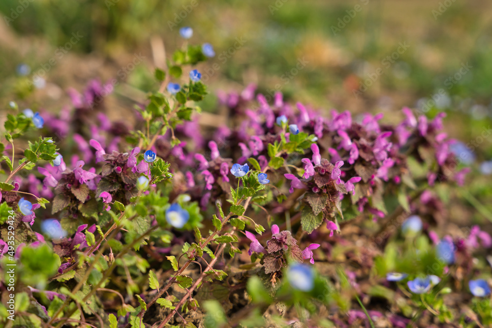 Bright blue wall speedwell or corn speedwell or common speedwell or rock speedwell Veronica arvensis with Lamium purpureum flowers close up Bright blue wall speedwell or corn speedwell or common speedwell or rock speedwell Veronica arvensis with Lamium purpureum flowers close up