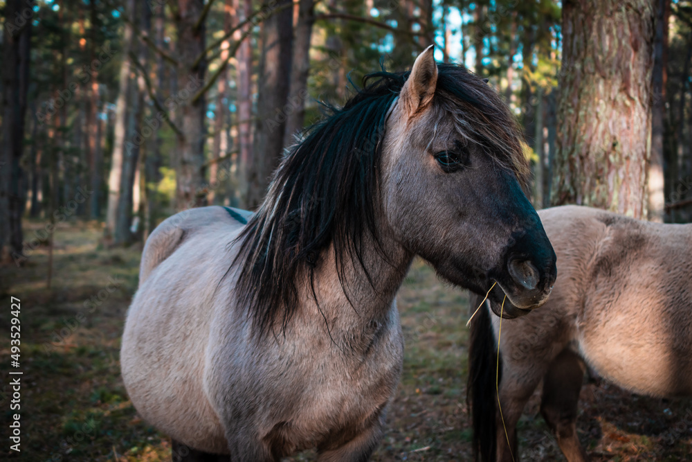 Close-up of a well-groomed gray horse in a forest in Latvia. There are other horses in the background.