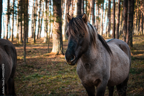 Close-up of a well-groomed gray horse in a forest in Latvia.
