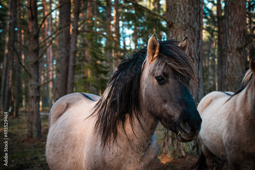 Close-up of the muzzle of a well-groomed gray Polish equestrian, gray horse in the forest in Latvia.