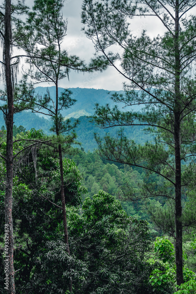 Pines in mountains tropical forest at morning Pines in mountains tropical forest at morning