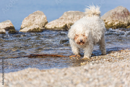 Portrait of a fluffy white pumi dog having fun at the gravel beach bank of a lake © Annabell Gsödl