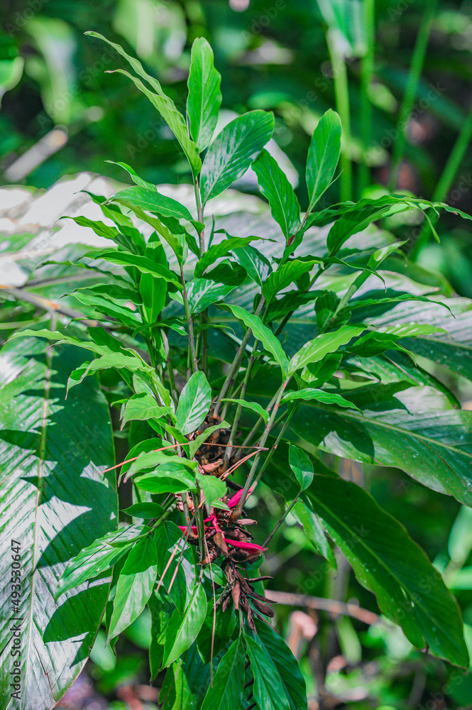 Exotic flowers in wild wood Dominican Republic