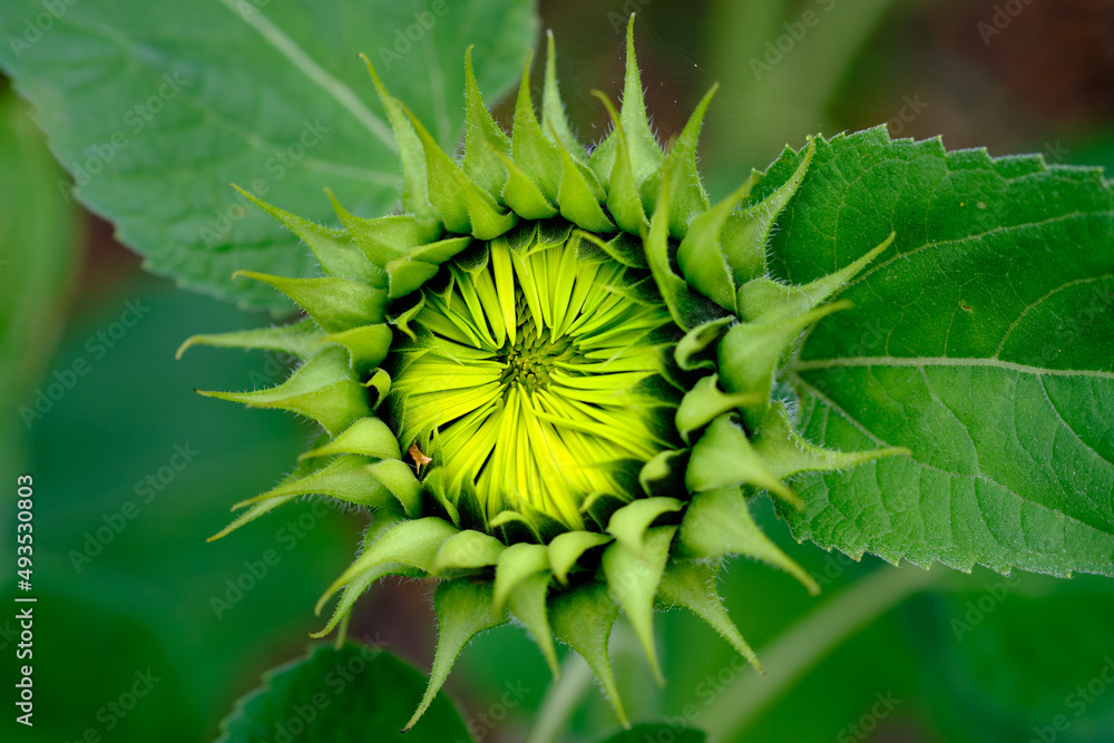 Close-up of Budding Sunflower Close-up of Budding Sunflower