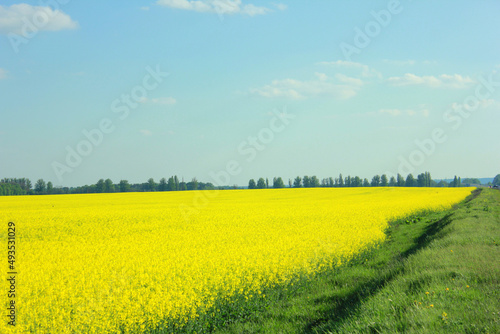yellow flowers field in Ukraine