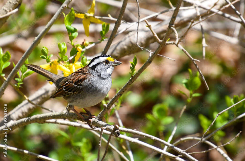 Fototapeta premium White throated sparrow perched on a branch of forsythia flowers in spring