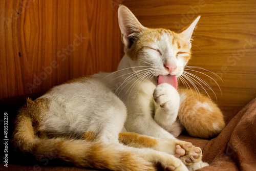 cat grooming the foot for clean herself.
