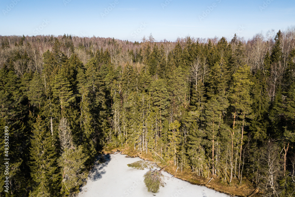 Aerial view of frozen lake, forest and broken tree in sunny spring day, Latvia.
