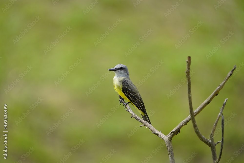 Tropical kingbird (Tyrannus melancholicus) is a large tyrant flycatcher. Tyrannidae family. Amazon rainforest, Brazil