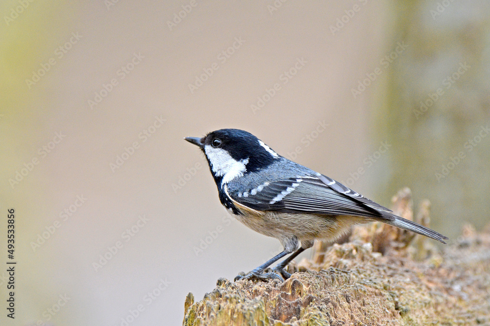 Tannenmeise (Periparus ater)