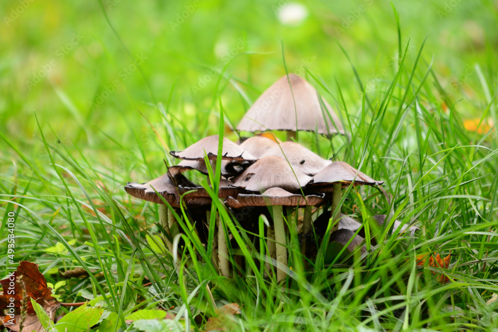 Obraz premium closeup of wild mushroom growing in green grass