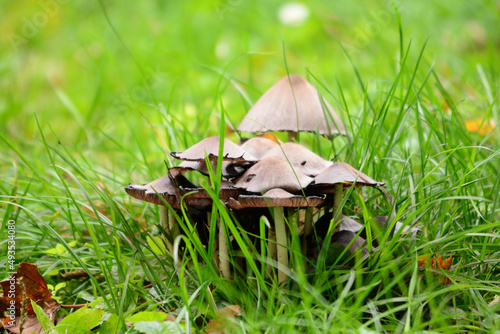 closeup of wild mushroom growing in green grass