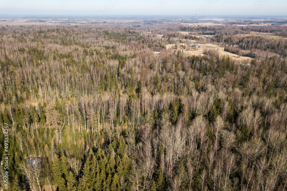 Aerial view of forest in sunny spring day, Latvia.