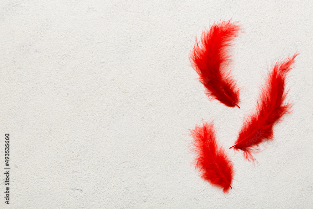 background of brightly colored dyed bird feathers on Colored background, top view. Copy space background of brightly colored dyed bird feathers on Colored background, top view. Copy space