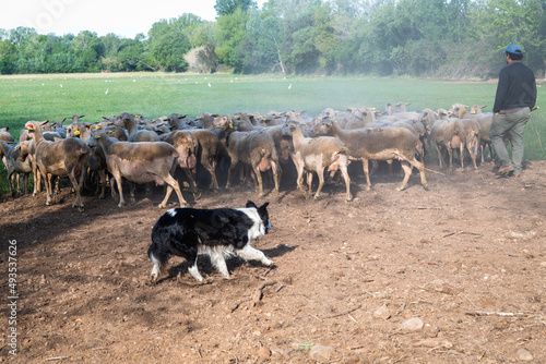 Canvas-taulu Flock of sheep en route to pasture