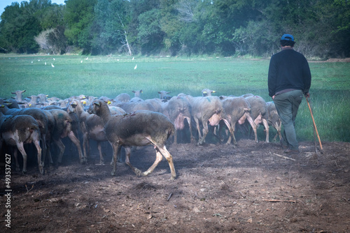 Flock of sheep en route to pasture