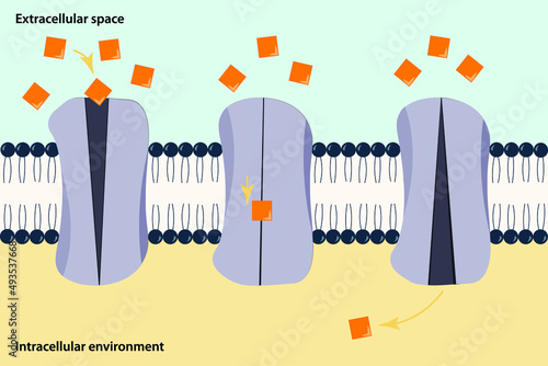 Scheme of facilitated diffusion in cell membrane. Facilitated diffusion involves the use of a protein to facilitate the movement of molecules across the membrane.