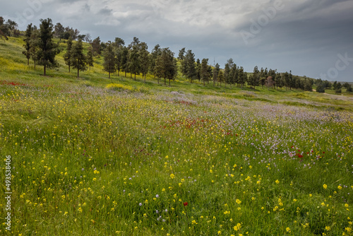 meadow of blooming wildflowers on a rainy day