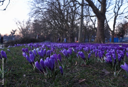 Wallpaper Mural Flower carpet of purple crocuses and lined trees at Jan Kasprowicz Park, Szczecin Poland Torontodigital.ca