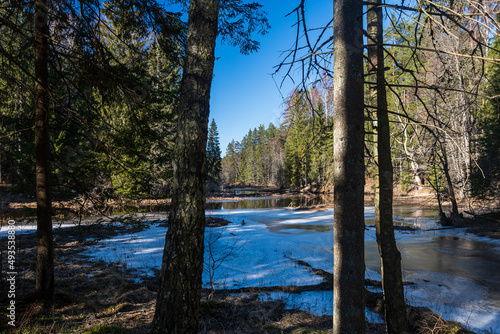 Forest with large trees and frosted river in sunny spring day, Ivande, Latvia.