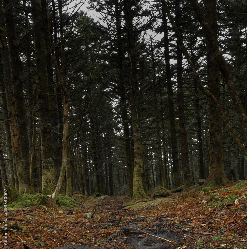 Path through a dark, moss covered forest of tall trees. Path through a dark, moss covered forest of tall trees.