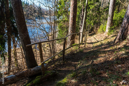 Forest with large trees  a walking trail and wooden handrail on a sunny spring day  Ivande  Latvia.