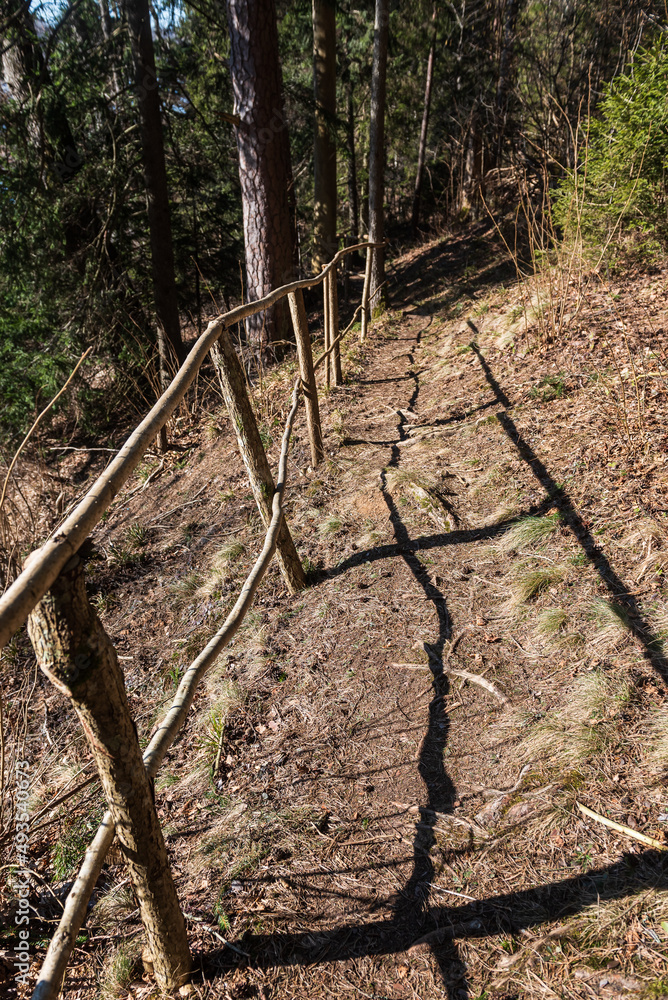 Forest with large trees, a walking trail and wooden handrail on a sunny spring day, Ivande, Latvia. Forest with large trees, a walking trail and wooden handrail on a sunny spring day, Ivande, Latvia.