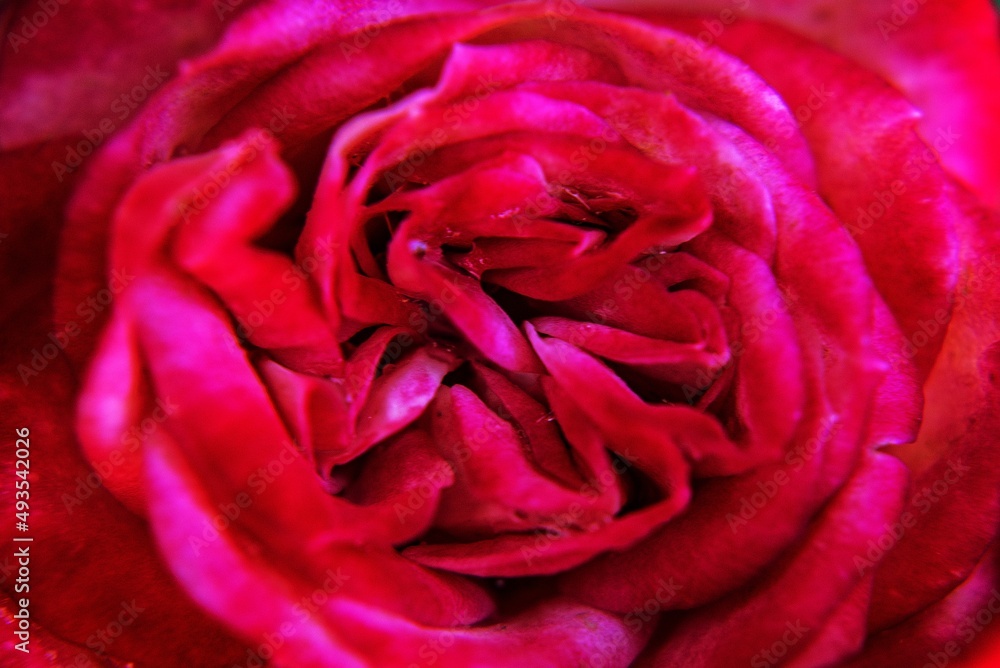 Obraz premium Close-up de rosa pequeña