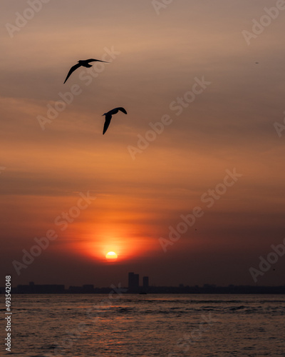 seagulls at sunset