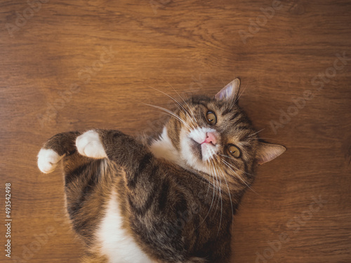 Close up portrait of European wildcat cute lying on the brown wooden floor indoor at home, lovely pet adorable domestic kitty cat with paws up resting expressive funny face 