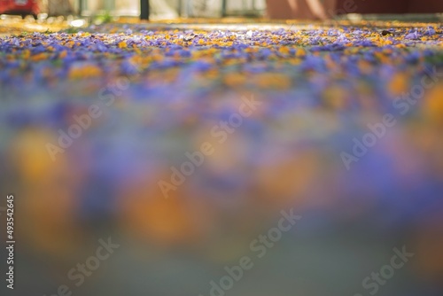 Macro de alfombra violeta y amarilla formada por flores de Jacarandá y Acacia