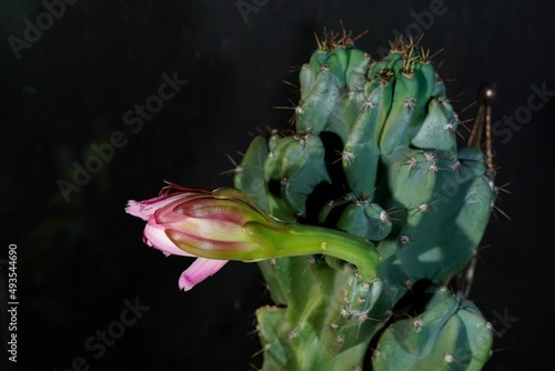 Blooming & Closing White Cactus Flower