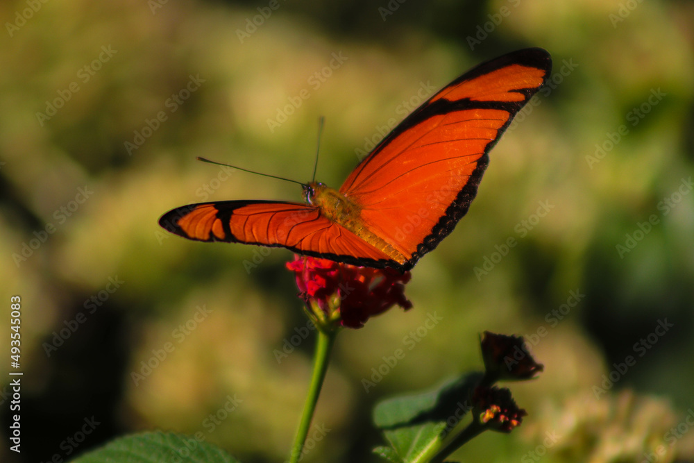 orange butterfly in nature orange butterfly in nature
