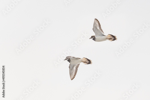 killdeer (Charadrius vociferus) in flight photo