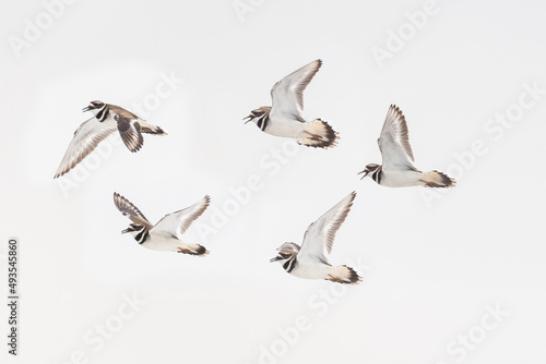 killdeer (Charadrius vociferus) in flight