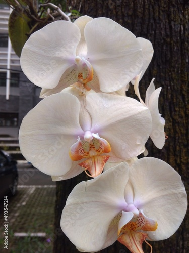 Yellow Moth Orchid on The Morning  