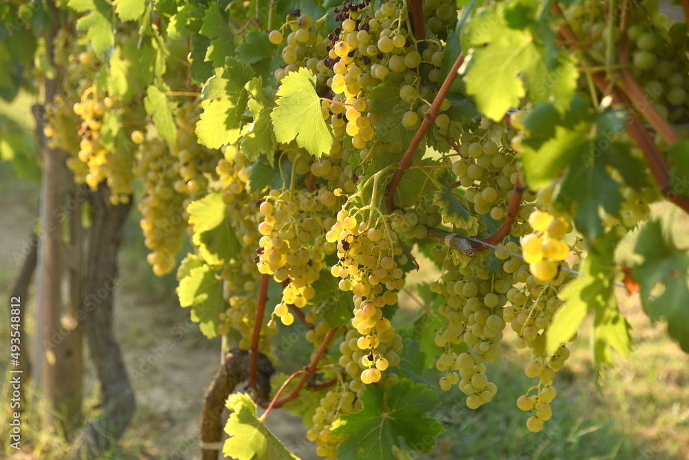 Fototapeta premium Weinberg mit dicken, reifen Reben