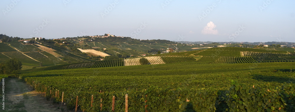 Obraz premium Weinstöcke auf den Hügeln des Piemont