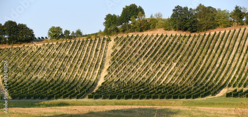 Lange Reihen mit Rebstöcken auf einem Weinberg im Piemont