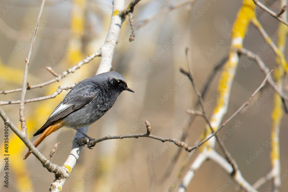 Black redstart bird, Phoenicurus ochruros, on dry branch on a blurred background Black redstart bird, Phoenicurus ochruros, on dry branch on a blurred background