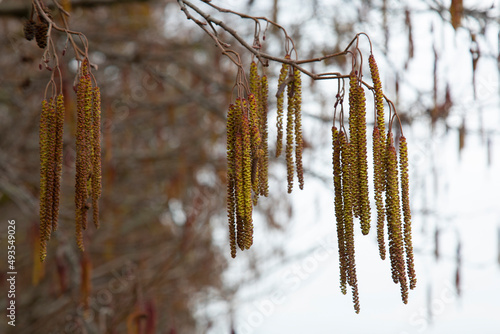 Branch of The Hazel ( Corylus Avellana) with inflorescences in spring